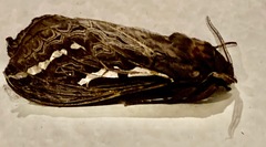 Abantiades argentata