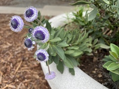 Globularia sarcophylla