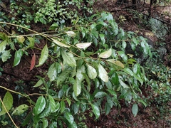 Cinnamomum parthenoxylon