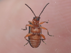 Oulema variabilis