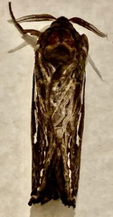 Abantiades argentata