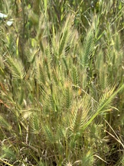 Hordeum marinum