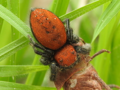 Phidippus cardinalis