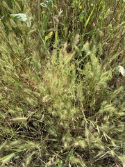 Hordeum marinum
