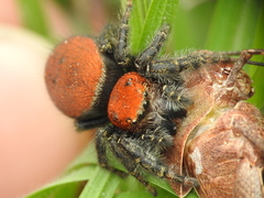 Phidippus cardinalis