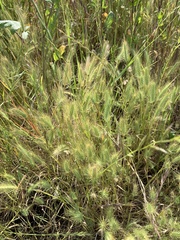 Hordeum marinum