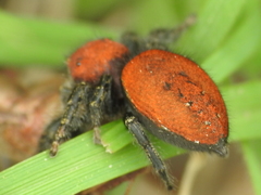 Phidippus cardinalis