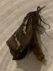 Abantiades argentata