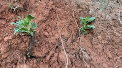 Eriodictyon crassifolium