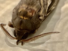 Abantiades argentata