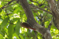 Xiphorhynchus fuscus