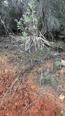 Eriodictyon crassifolium