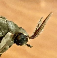 Abantiades argentata