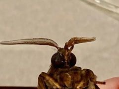 Abantiades argentata