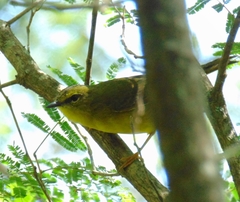 Myiothlypis bivittata