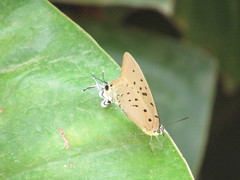 Pseudolycaena marsyas