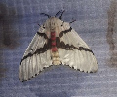 Lymantria marginalis