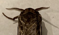 Abantiades argentata