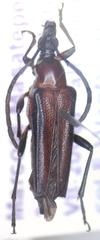 Cyphonotida rostrata rostrata
