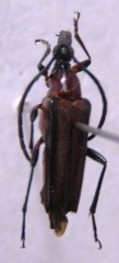 Cyphonotida rostrata rostrata