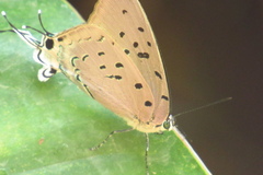 Pseudolycaena marsyas