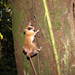 Rufous Mouse Opossum - Photo (c) Dwain Holmes, some rights reserved (CC BY-NC), uploaded by Dwain Holmes