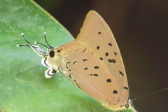 Pseudolycaena marsyas