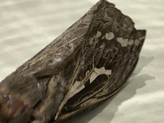 Abantiades argentata