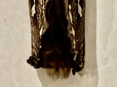 Abantiades argentata
