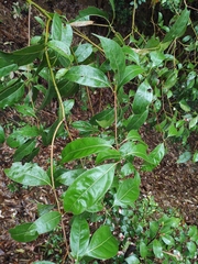 Cinnamomum parthenoxylon