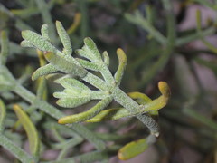 Phoradendron capitellatum