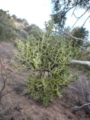Phoradendron capitellatum