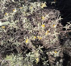 Buddleja mendozensis