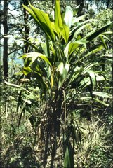 Cordyline petiolaris