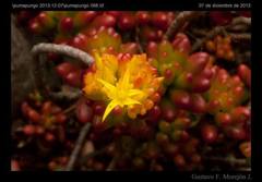 Sedum × rubrotinctum
