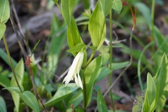 Uvularia floridana