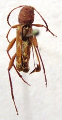 Neoclytus cacicus