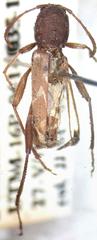 Neoclytus cacicus