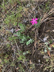 Silene hookeri