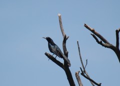Quiscalus mexicanus