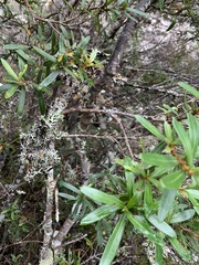 Orites diversifolius