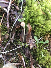 Antennaria solitaria