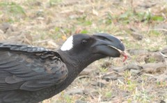 Corvus crassirostris