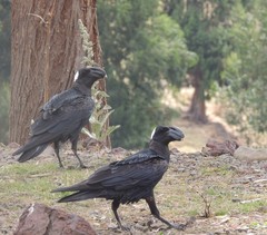 Corvus crassirostris