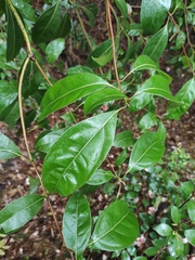 Cinnamomum parthenoxylon