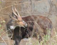 Tragelaphus sylvaticus meneliki