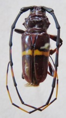 Trachyderes succinctus