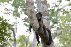 Sapajus robustus