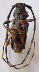 Trachyderes succinctus