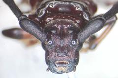 Trachyderes succinctus